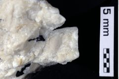 Foto (Detailansicht) von Decapoda indet. (NHMW-GEO-1990-0041-0380)